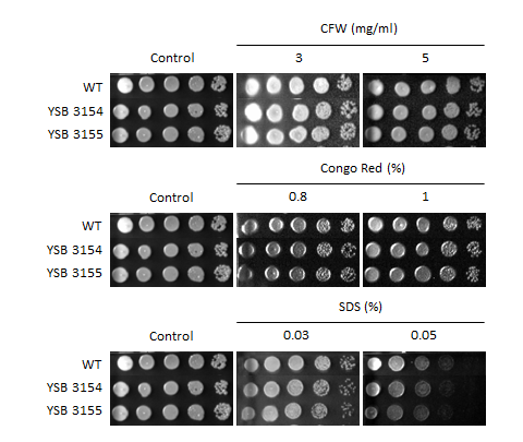 Cell wall stress phenotype for CNAG_01841T0