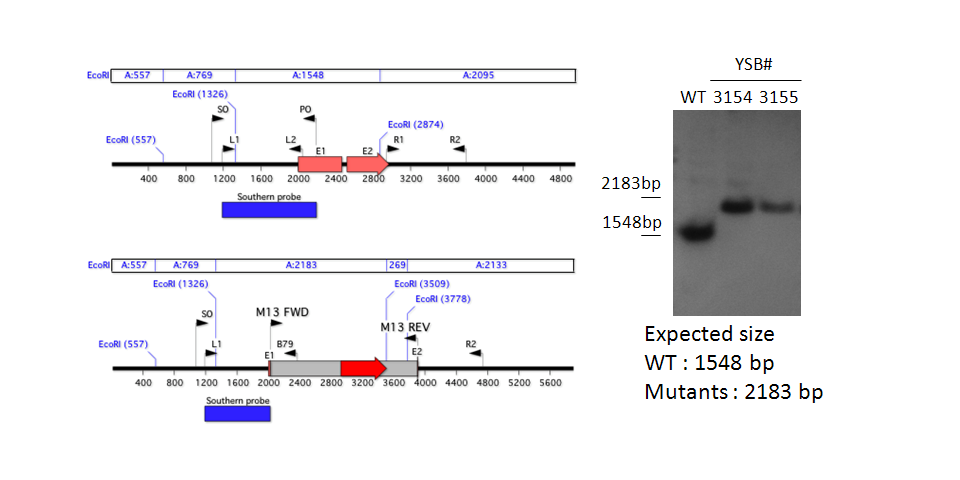 Gene disruption strategy for CNAG_01841T0