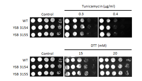 ER stress phenotype for CNAG_01841T0