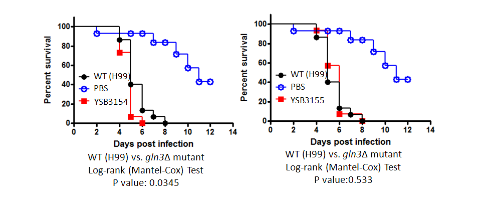 Galleria mellonella virulence data for CNAG_01841T0