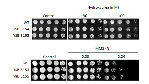 Genotoxic stress phenotype for CNAG_01841T0