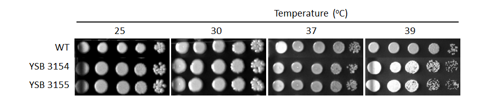 Growth phenotype for CNAG_01841T0
