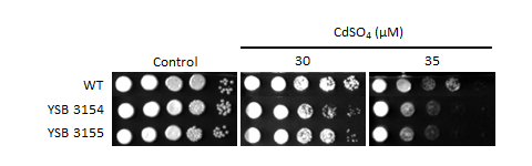 Heavy metal stress phenotype for CNAG_01841T0