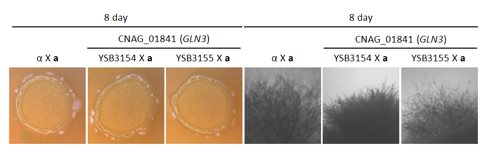 Mating phenotype for CNAG_01841T0