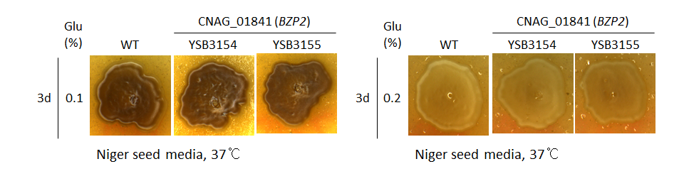 Melanin phenotype for CNAG_01841T0
