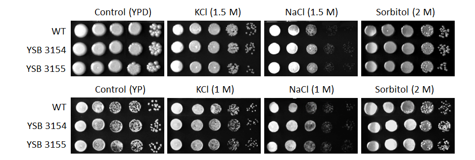 Osmotic stress phenotype for CNAG_01841T0