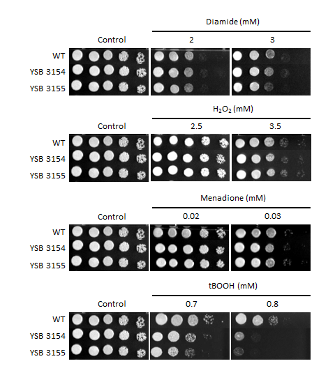 Oxidative stress phenotype for CNAG_01841T0