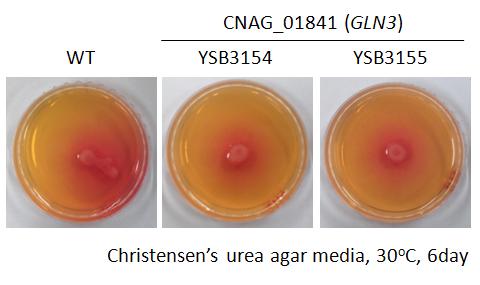 Urease phenotype for CNAG_01841T0