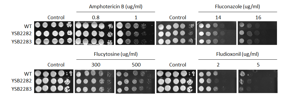 Antifungal drug susceptibility for CNAG_01858T0