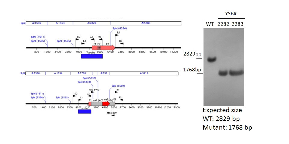 Gene disruption strategy for CNAG_01858T0