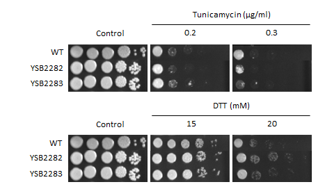 ER stress phenotype for CNAG_01858T0