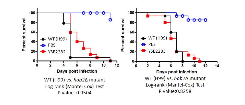Galleria mellonella virulence data for CNAG_01858T0