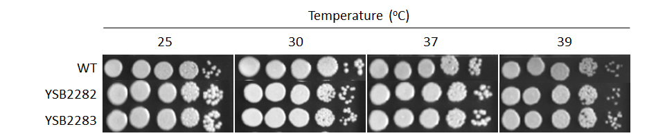 Growth phenotype for CNAG_01858T0
