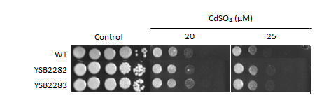 Heavy metal stress phenotype for CNAG_01858T0