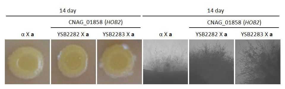 Mating phenotype for CNAG_01858T0