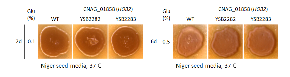 Melanin phenotype for CNAG_01858T0