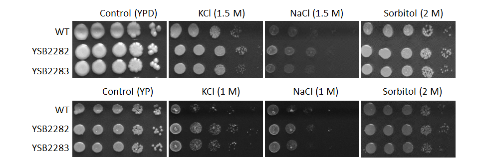 Osmotic stress phenotype for CNAG_01858T0