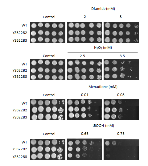 Oxidative stress phenotype for CNAG_01858T0