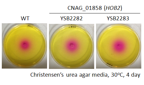 Urease phenotype for CNAG_01858T0