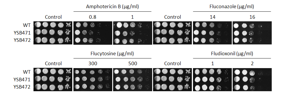 Antifungal drug susceptibility for CNAG_01883T0