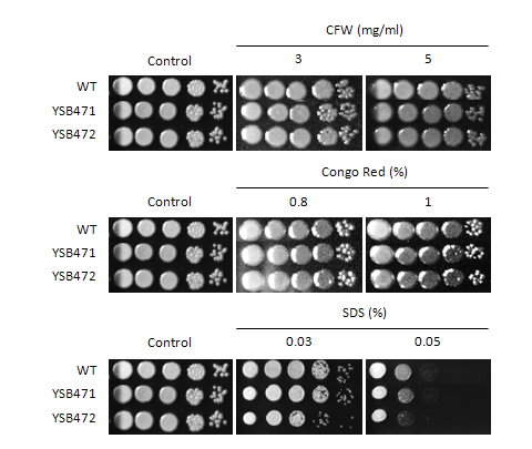Cell wall stress phenotype for CNAG_01883T0