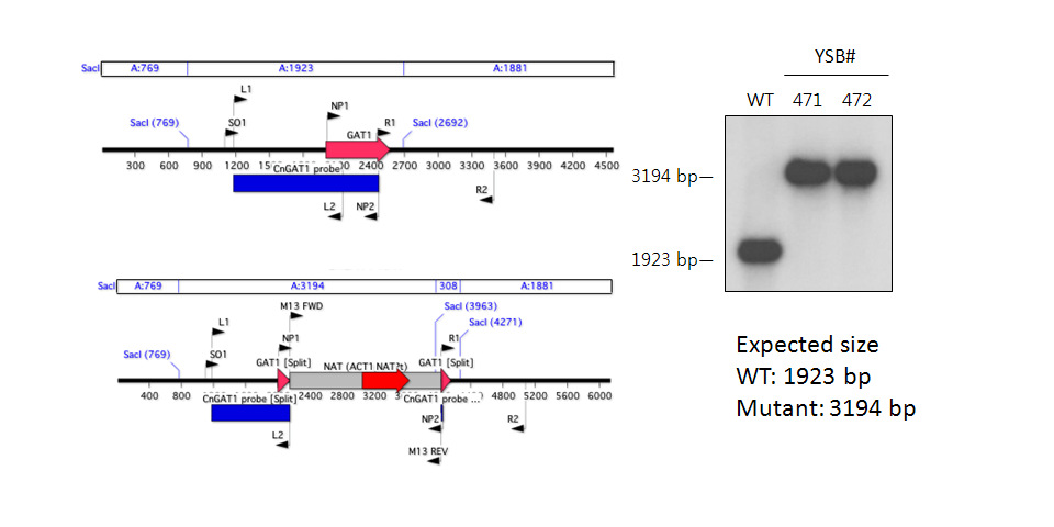 Gene disruption strategy for CNAG_01883T0