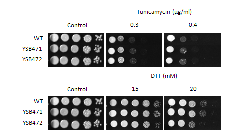 ER stress phenotype for CNAG_01883T0