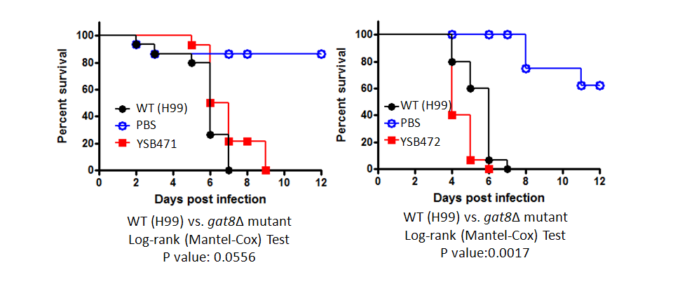 Galleria mellonella virulence data for CNAG_01883T0