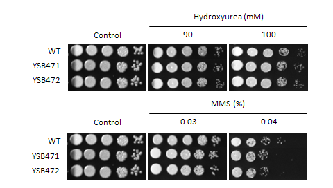 Genotoxic stress phenotype for CNAG_01883T0