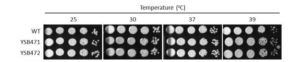 Growth phenotype for CNAG_01883T0