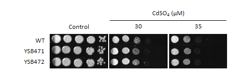 Heavy metal stress phenotype for CNAG_01883T0