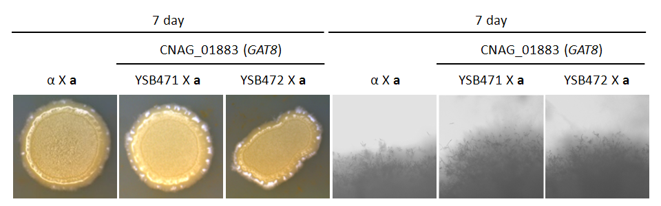Mating phenotype for CNAG_01883T0