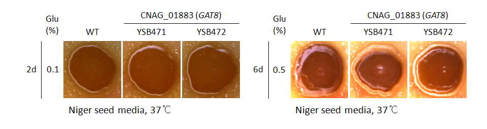 Melanin phenotype for CNAG_01883T0