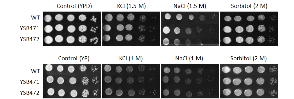 Osmotic stress phenotype for CNAG_01883T0