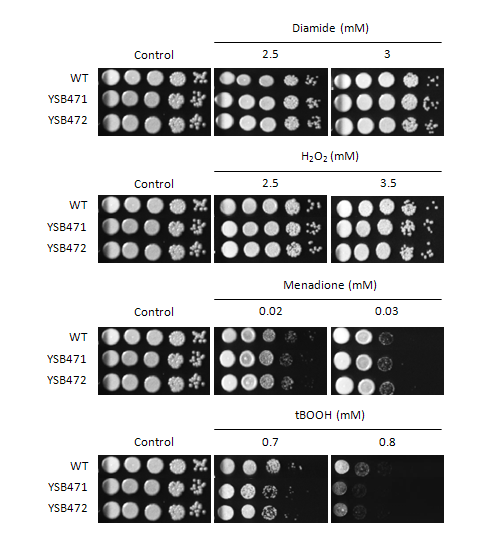 Oxidative stress phenotype for CNAG_01883T0
