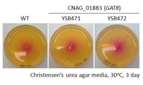 Urease phenotype for CNAG_01883T0