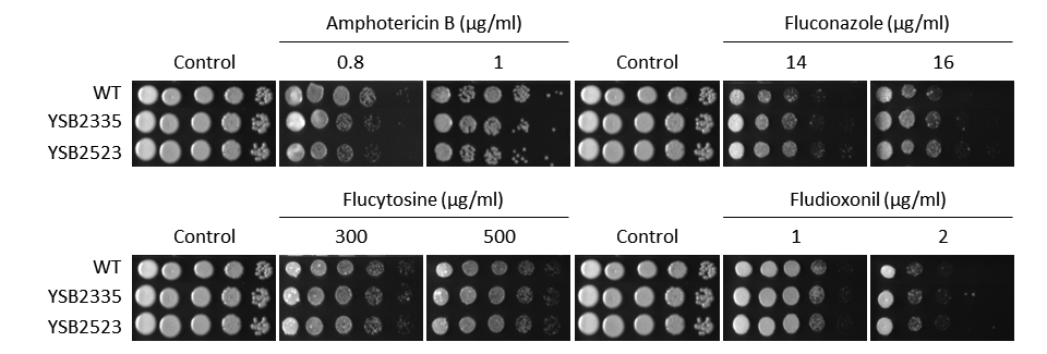 Antifungal drug susceptibility for CNAG_01948T0