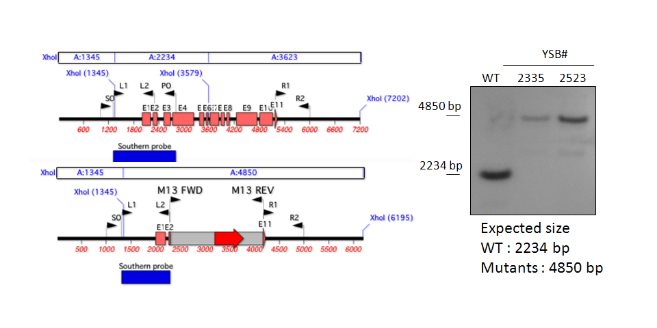 Gene disruption strategy for CNAG_01948T0
