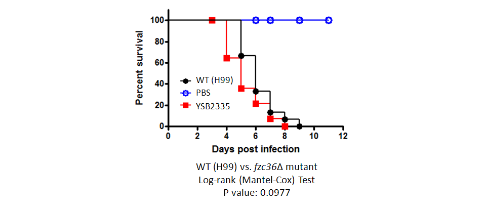 Galleria mellonella virulence data for CNAG_01948T0