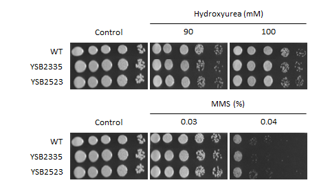 Genotoxic stress phenotype for CNAG_01948T0