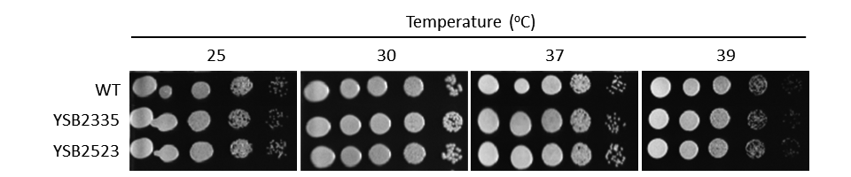 Growth phenotype for CNAG_01948T0