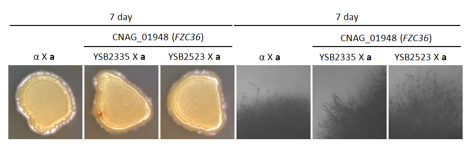 Mating phenotype for CNAG_01948T0