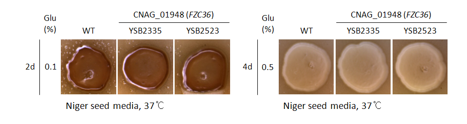 Melanin phenotype for CNAG_01948T0