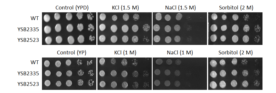 Osmotic stress phenotype for CNAG_01948T0