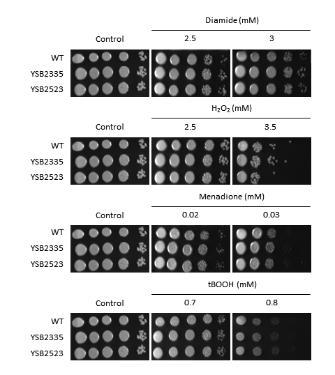 Oxidative stress phenotype for CNAG_01948T0