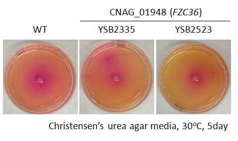 Urease phenotype for CNAG_01948T0