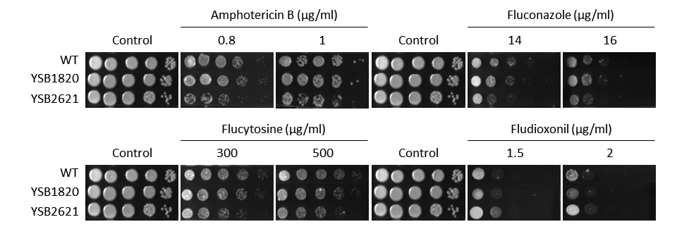 Antifungal drug susceptibility for CNAG_01977T0