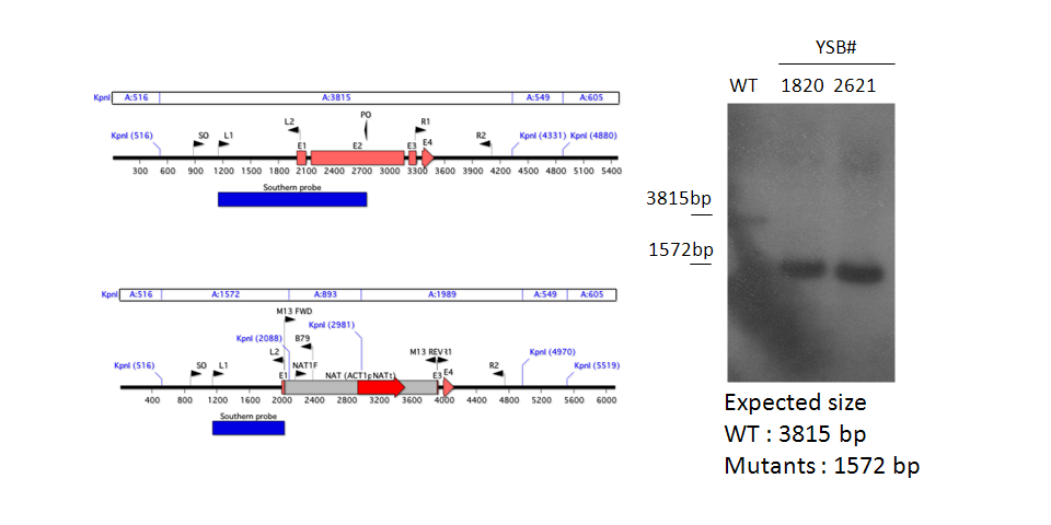 Gene disruption strategy for CNAG_01977T0