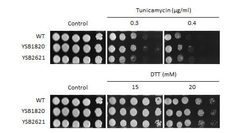 ER stress phenotype for CNAG_01977T0