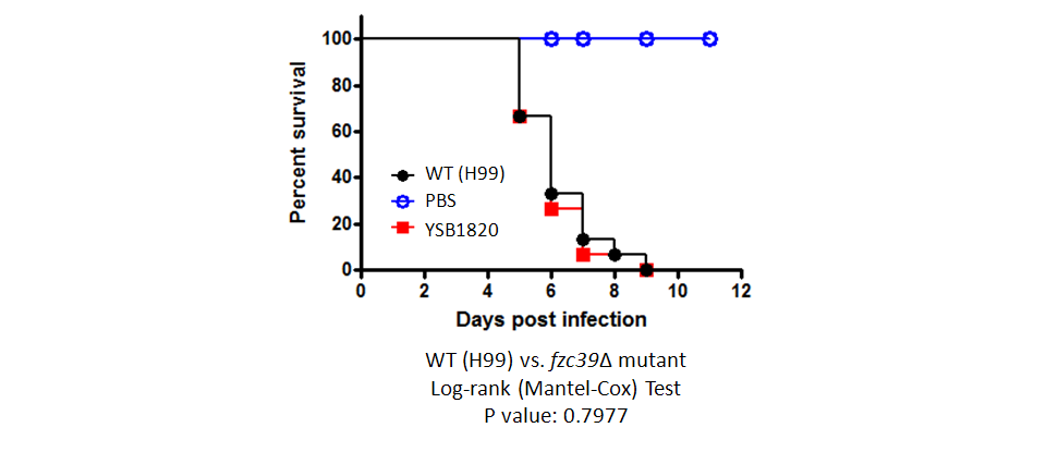 Galleria mellonella virulence data for CNAG_01977T0